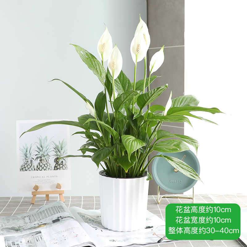 특급 부드러운 항해 흰색 손바닥 + 흰색 수직 줄 자동 흡수 플라스틱 세면대