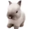 Siamese dwarf rabbit ❤️❤️ prosperity ❤️❤️