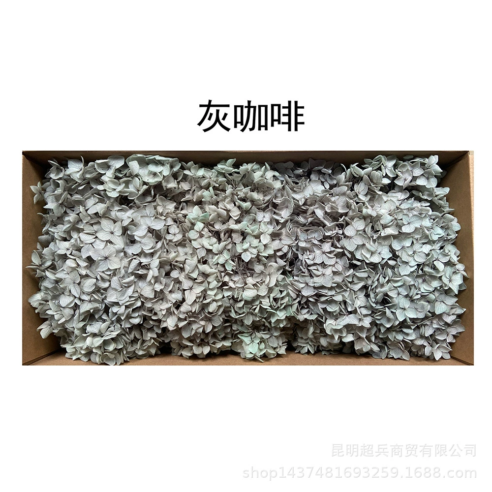 [Вечная Life Flower Hydrangea] Анна Градиентный цвет Лист Hydramid Книга цветов оптом DIY цветочная коробка материал для просмотра