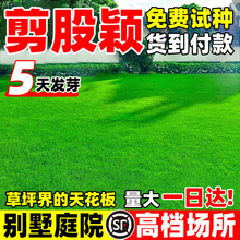 匍匐剪股颖草籽免修剪本特A4草种子高尔夫球场别墅专用草坪种子