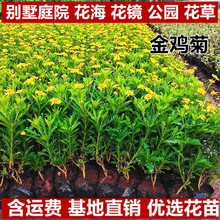 金鸡菊苗金光菊苗菊花杯苗袋苗木春菊花苗盆栽基地种植四季开花庭