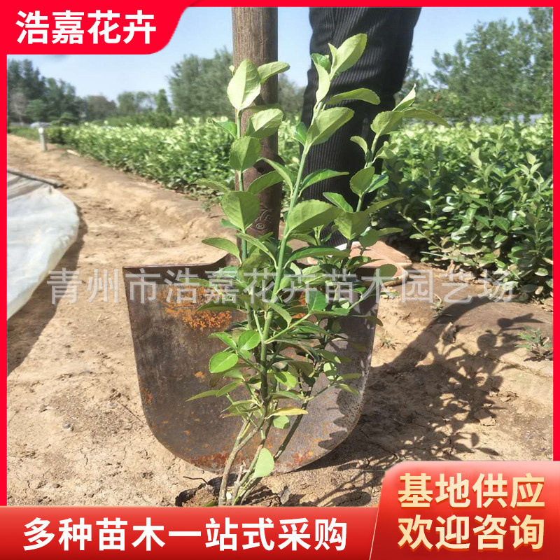 批发绿化苗木  卫矛 地栽营养杯卫矛 大灌服 多分枝 绿篱植物