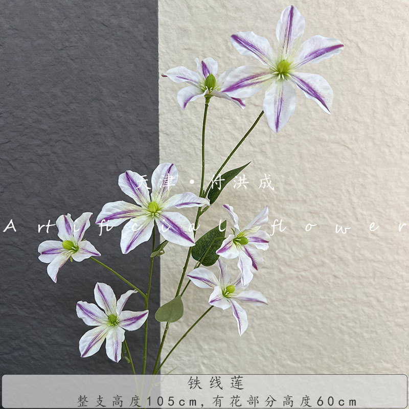 7 헤드 클레마티스 그라데이션 퍼플