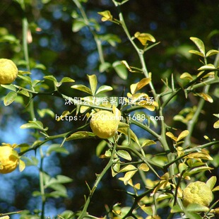 2025�²����ٷN���ך��N���۽����Ӽt�ٷN�Ӽ޽Ӵuľ���̻h�ʠ�