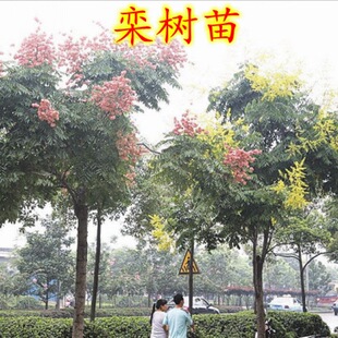 �����С���Sɽ�豱����@�ֹ��̾G����ľ�е���ͥԺ�L��ռ�ز��w