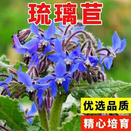 琉璃苣种子四季易种花种芳香植物家庭园艺阳台庭院盆栽花海花籽