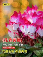 �ɿ́����Ԏ����ļ��_�����辰���B���҃����ͺ��������ܾG����