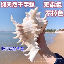 千手螺菊花螺天然海螺贝壳鱼缸装饰品水族箱造景地中海风格小摆件
