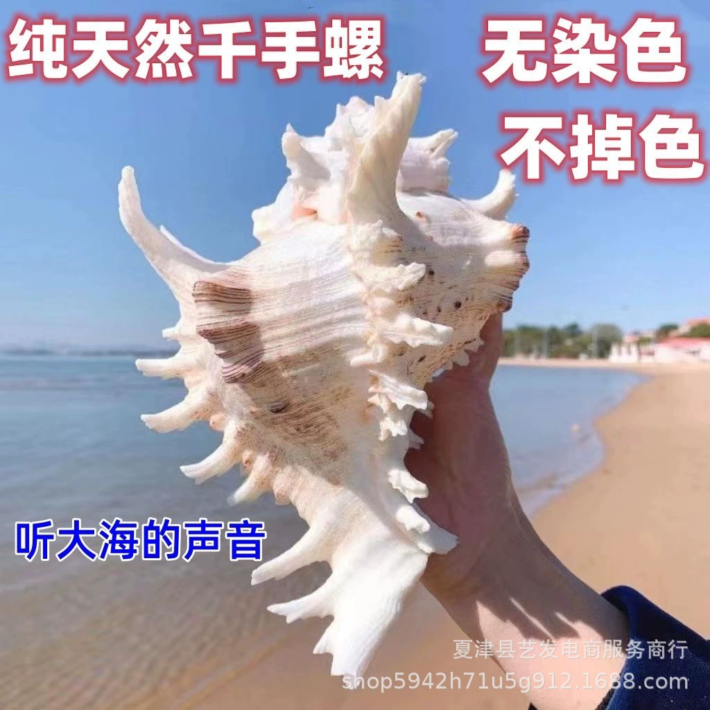 Thousand -handed snails snails natural conch shell fish tank decoration aquarium landscaping Mediterranean style small decoration