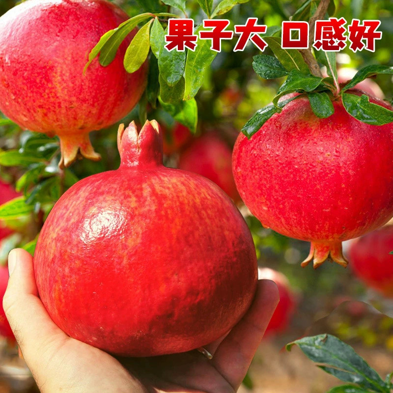 Оптовая Гранатовое дерево Двор Фруктовое дерево Тунис Мягкие семена Гранатовое дерево Саженец Dahongpao Без косточек Сладкий и кислый большой фруктовый гранат