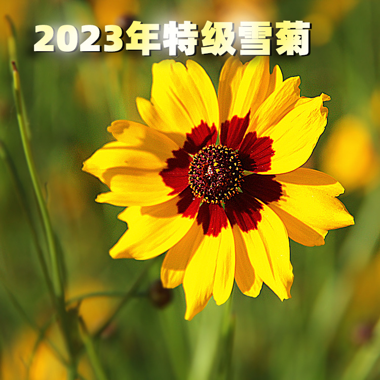 新疆高海拔天山雪菊 嫩雪菊干花生长环境无污染自然种植雪菊干花