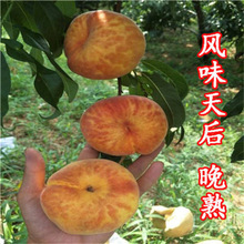 �Lζ�Ҙ����޽��ش�ˮ�����Ϸ������Nֲ�������ͥԺ���Ԯ���