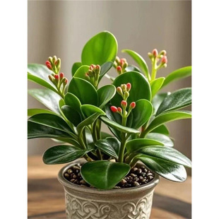 �����ذ�󻨱����͟��ͺ��ϱ����B���ܾGֲ���������k���҃��̨