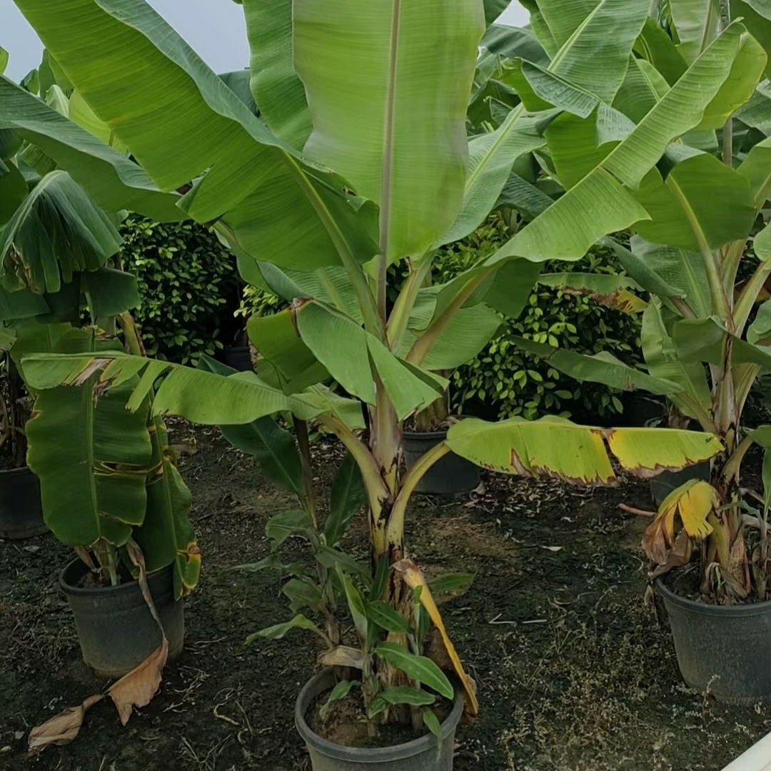 2311 Саженцы база оптовая поставка банановых деревьев Банановые деревья 2,5-3 метра мешок саженцы в горшке