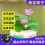 开口水培种植四季种子