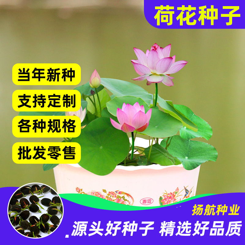 莲子水培植物菜莲种子开口荷花睡莲四季种植非碗莲田园