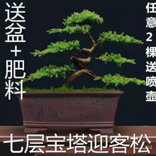 迎客松盆景真树罗汉松盆景真树四季青植物松柏盆景地柏盆景室内外