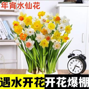 Narcissus Bulbs Potted Water-Cultured Plants Indoor Hydroponic Four-Season Flowering Narcissus Seeds Ornaments Table Decorations