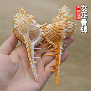 ����ؐ�������Ů�׹����Ĕz���ߵ�̨�쾰���к��L���b[��