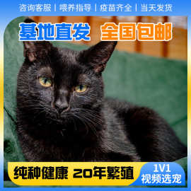 中华田园猫黑猫活体宠物猫咪玄猫黑煤球猫幼崽看家护院黑猫孟买猫