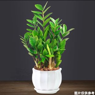 ���X��������ؔ�{��ֲ���k���҃ȿ͏d����С�Gֲ�ߙn�ͶY�����辰