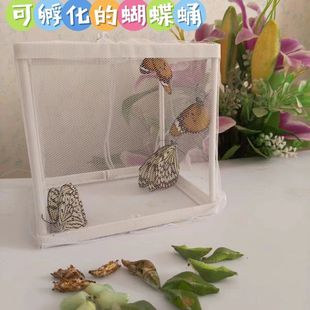 �W�t��������Ӽ�ɷ������w��ͯ�Y����B�����^��С���x����