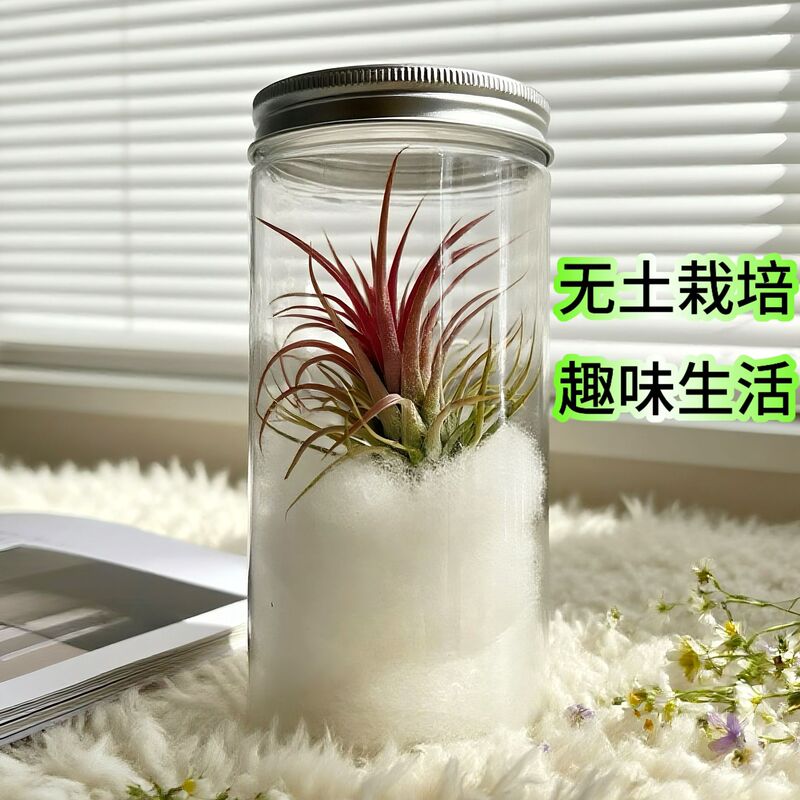 空气凤梨无土鲜活植物活动礼品办公桌面摆件创意绿植盆栽装饰品|undefined