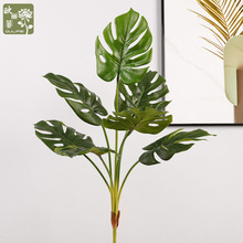 ��Ʒ�|�ָз���Ž��~ 7Ƭ�~���˽�����ֲ���쾰 ����Gֲ�����~