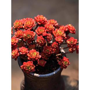 ����ֲ���Ϙ���ؔ���ف��ҵ���ϾW�t������������׻��