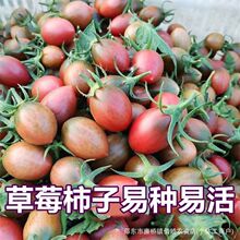 ��ݮ�����Ϗ��^С���ѷN�������������}Ů���ļ����N�̨���ԷN��