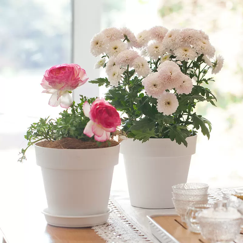 虹越嘉伯瑞简约宽边皮纹花盆小口径霍恩种植盆家用园艺白色小花盆