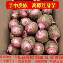芋头批发现挖香芋红芽芋3/9斤广西荔浦芋头仔芋艿毛芋头新鲜软糯