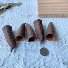 植物造景拍摄道具装饰摆饰果特隆贝塔果壳缸禅意标本南美进口干果