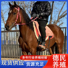 一匹漂亮的休闲骑乘马马匹一般几岁 成年宠物矮脚马骑乘矮马宝马