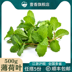顺丰发新鲜薄荷叶500g食用留兰香薄荷凉茶调泡酒水吧烘焙装饰食材