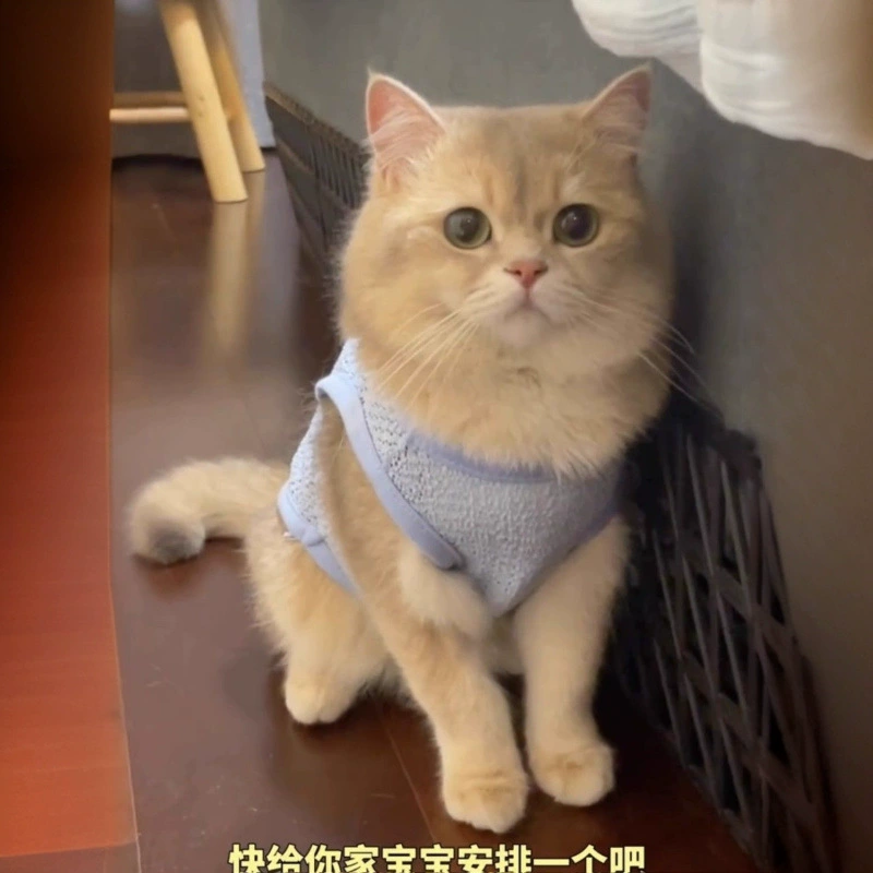 Одежда для кошек и собак, летняя новая стильная дышащая одежда для прогулок, тонкий, не линяющий жилет для собак небольшого размера, который можно буксировать