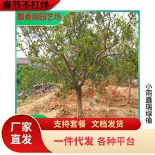 以色列大石榴苗 石榴树苗优良品种果树南方北方种植当年结果包邮