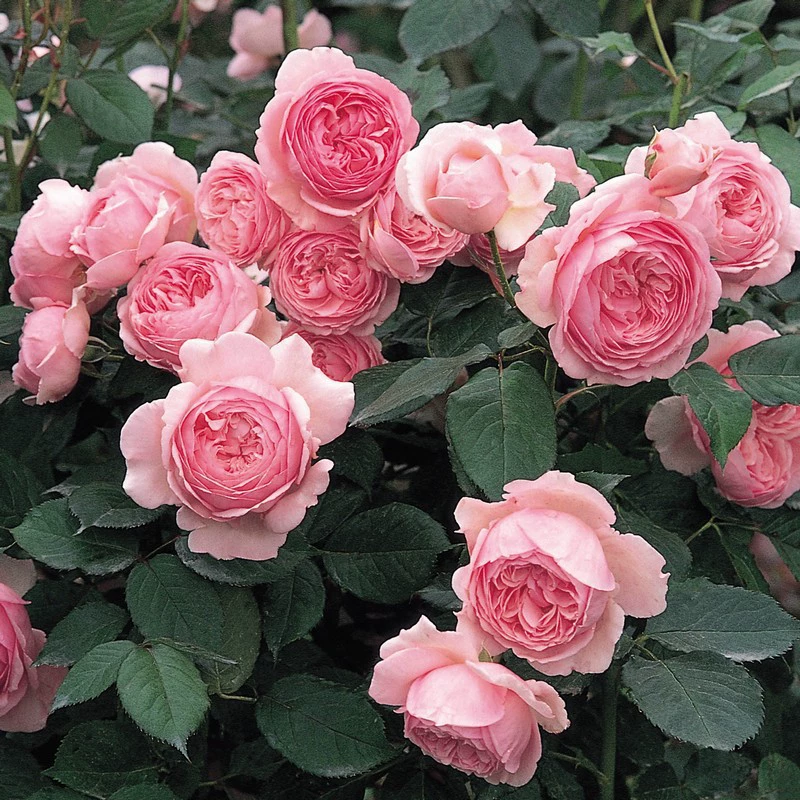 Вьющаяся лоза цветок розы большой цветок ароматный двор балкон Four Seasons цветущее цветочное растение горшечная Роза Four Seasons Rose