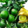 盆栽种植跨境阳台种籽