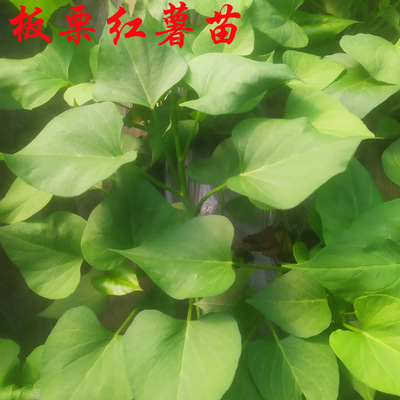 紅薯苗地瓜種山芋藤甘薯種子新鮮脫毒原種苗板栗薯棵稀軟番薯苗子