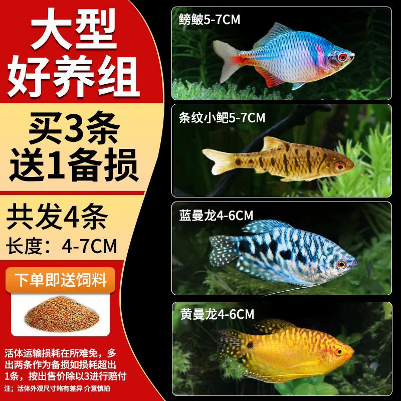 Саженцы холодноводной рыбы Yulan Shoujian, живая рыба, мелкая пресноводная, хорошее кормление, живая рыба Lili, Manlonfish