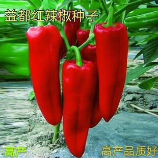 Red Dried Pepper Pepper Seeds Spring and Autum Spicy Red Pepper Seeds Yidu Red Seeds Balcony Potted Garden Vegetable Seeds