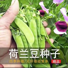 荷兰豆种籽种子豌豆苗四季甜蔬菜豌豆种籽孑籽种莱豆菜籽尖碗豆