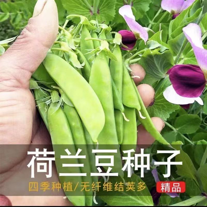 Dutch Pea Seeds, Pea Seedlings, Four-Season Sweet Vegetables, Pea Seeds, Larvae Seeds, Rapeseed, Pea Pods