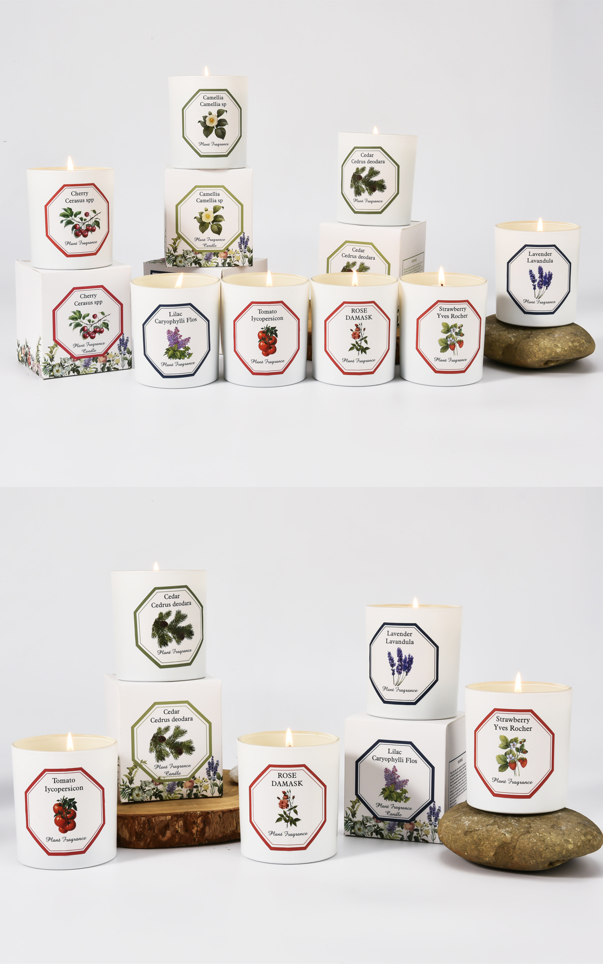 植物学家蜡烛_17