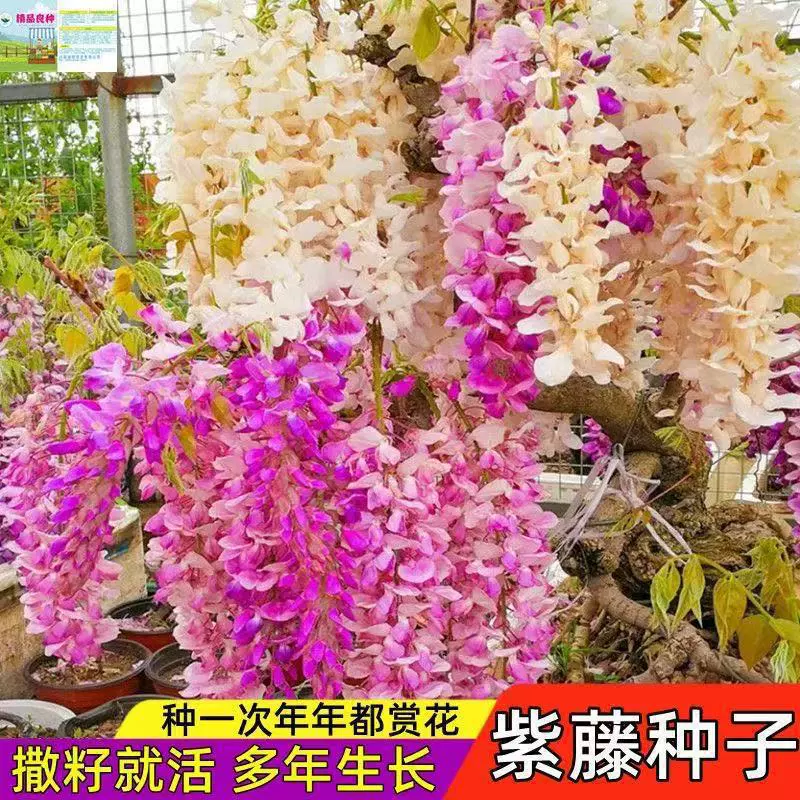 Семена глицинии, комнатные и уличные горшечные растения, цветущие летом, посадка во дворе в любое время года, вьющиеся лозы, морозостойкие растения, глициния.