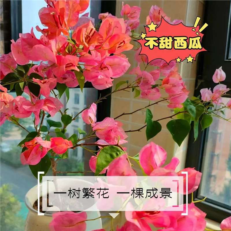 [꽃과 함께 배송되며 수령시 즉시 즐기실 수 있습니다] 달지 않은 수박 부겐빌레아 40- 50cm