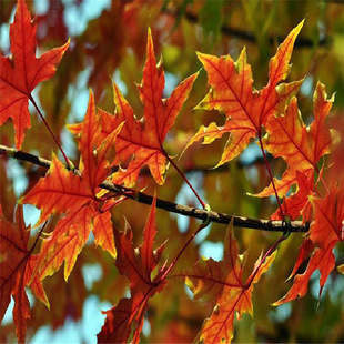 ����ֱ�lԪ�����a��ֱ�N�쾰���̵�·�L���G��