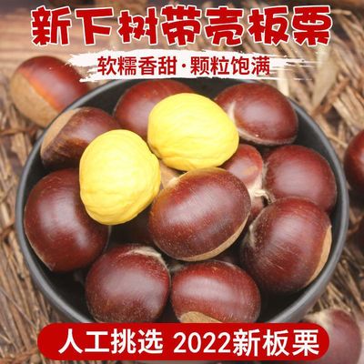 丹东板栗栗品优2022新生新鲜栗子锥栗仁油栗当季现摘非起工厂批发|ru