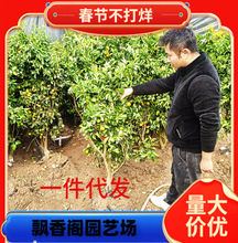 �������������r�Fժ�F�ڎ������~�l������̲��С����ļ�����